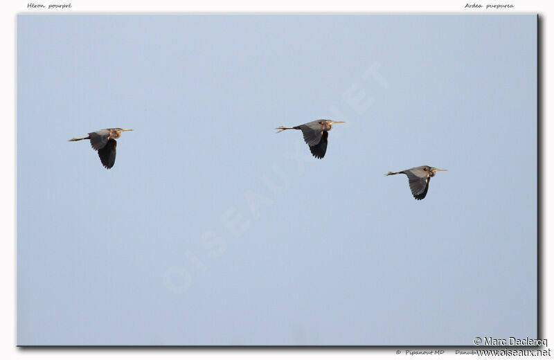 Purple Heron