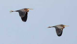 Purple Heron