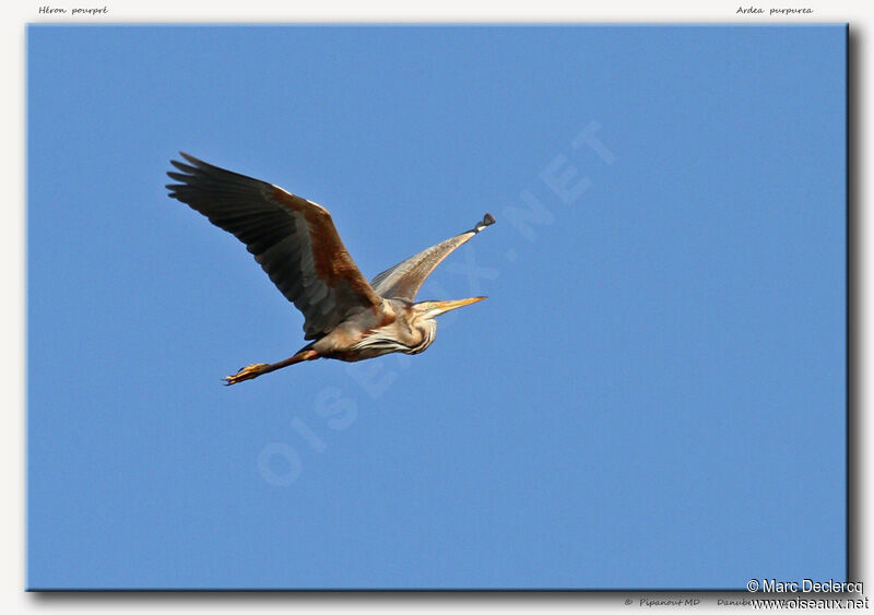 Purple Heron