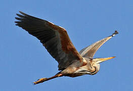 Purple Heron