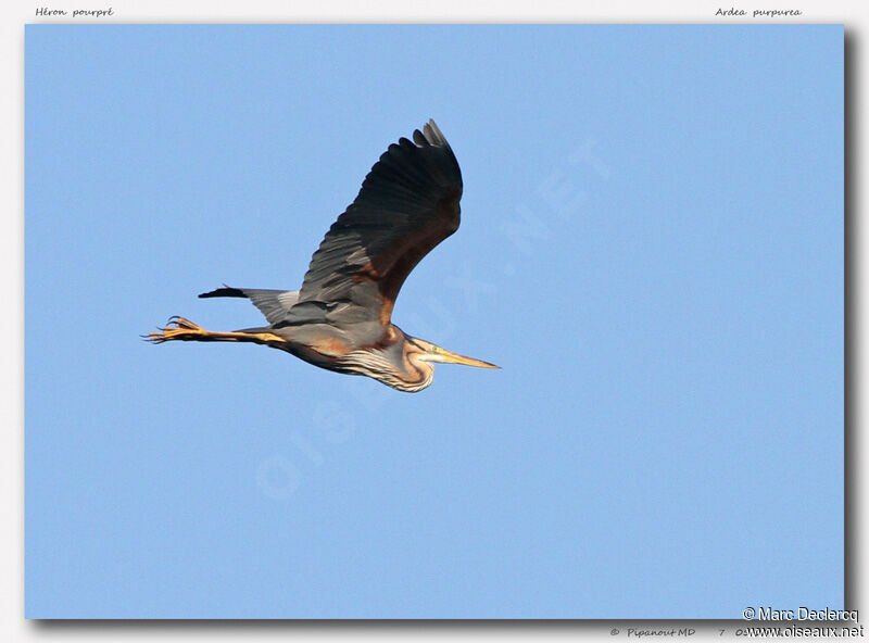 Purple Heron, Flight