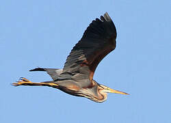 Purple Heron