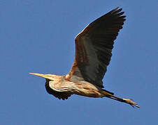 Purple Heron