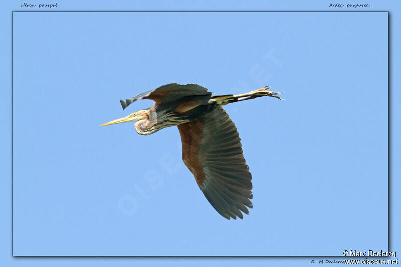 Purple Heron, Flight