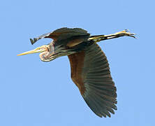 Purple Heron