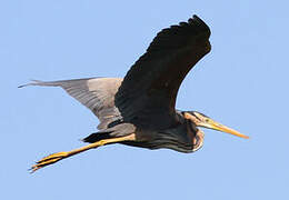 Purple Heron