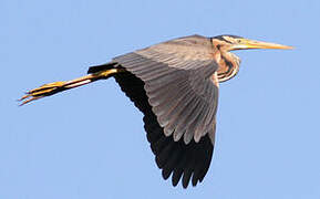 Purple Heron