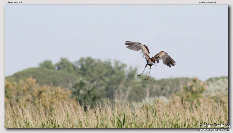 Purple Heron, identification