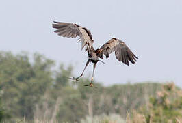 Purple Heron