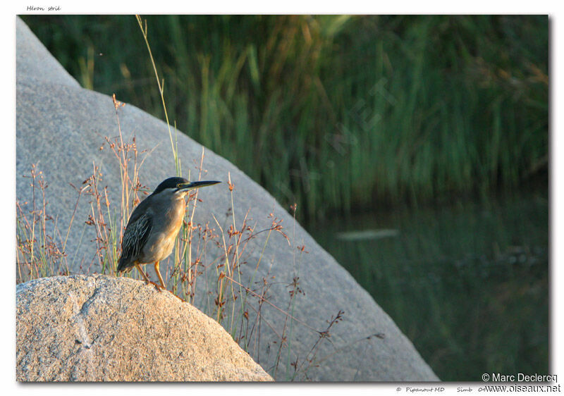 Striated Heron, identification