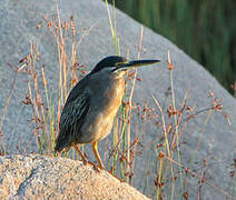 Striated Heron