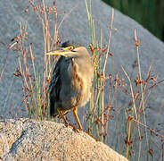 Striated Heron