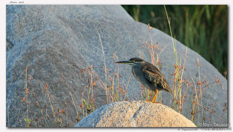 Striated Heron, identification