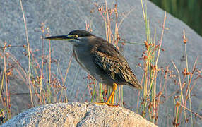 Striated Heron