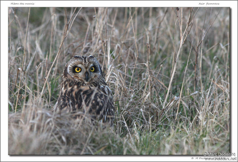 Hibou des marais, identification