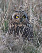 Hibou des marais