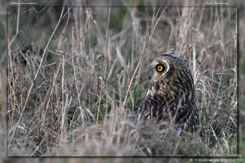 Hibou des marais, identification