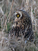 Hibou des marais