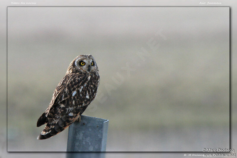 Short-eared Owl, identification