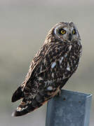 Short-eared Owl