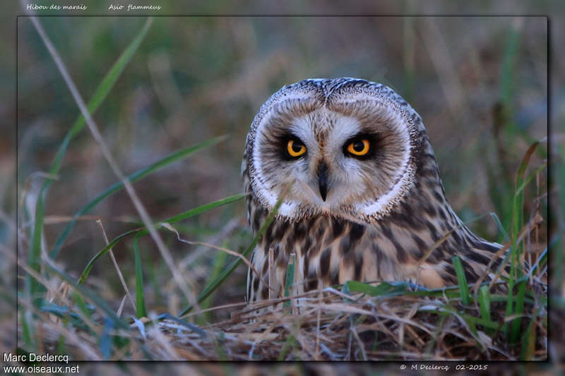 Hibou des marais, portrait