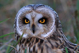 Short-eared Owl