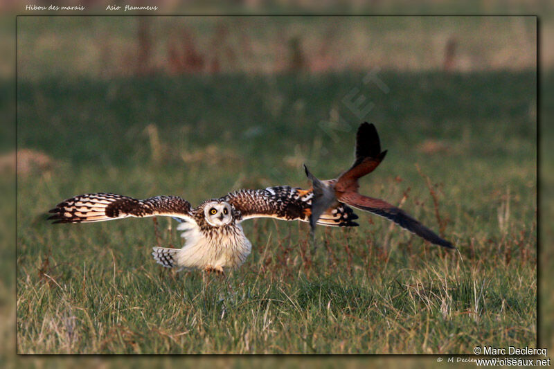 Short-eared Owl, identification, Behaviour