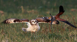 Short-eared Owl