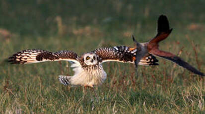 Hibou des marais