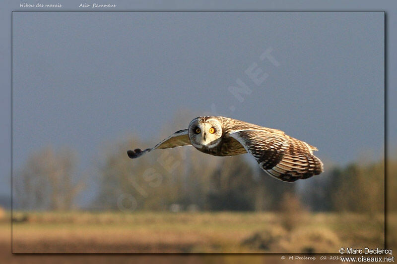 Hibou des marais, Vol