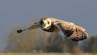 Hibou des marais