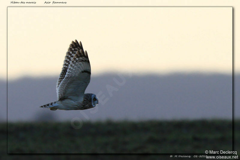 Short-eared Owl, Flight