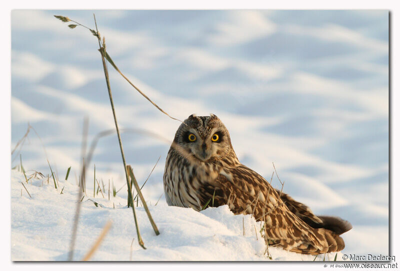 Hibou des marais, identification