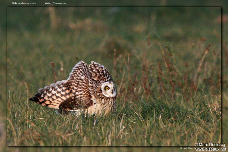 Hibou des marais, identification