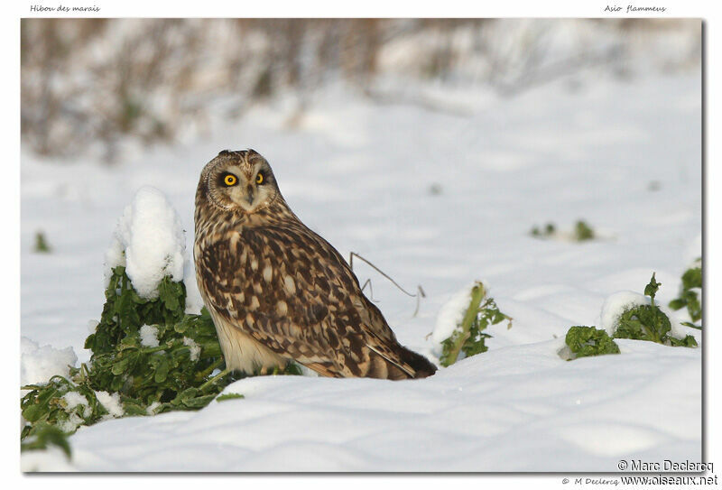 Hibou des marais, identification