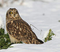 Short-eared Owl