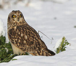 Hibou des marais