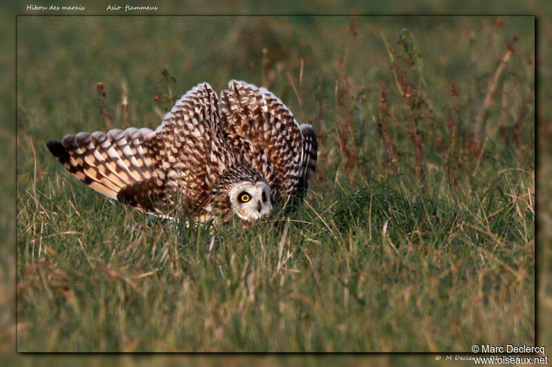 Hibou des marais, identification, Comportement