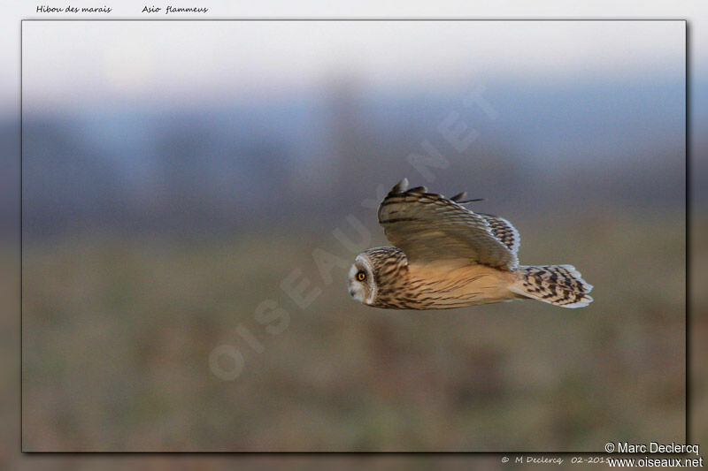 Hibou des marais, Vol