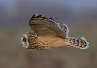 Hibou des marais