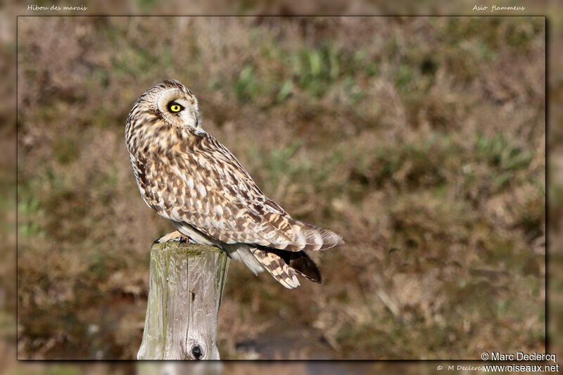 Hibou des marais, identification