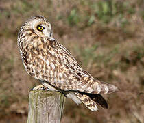 Short-eared Owl