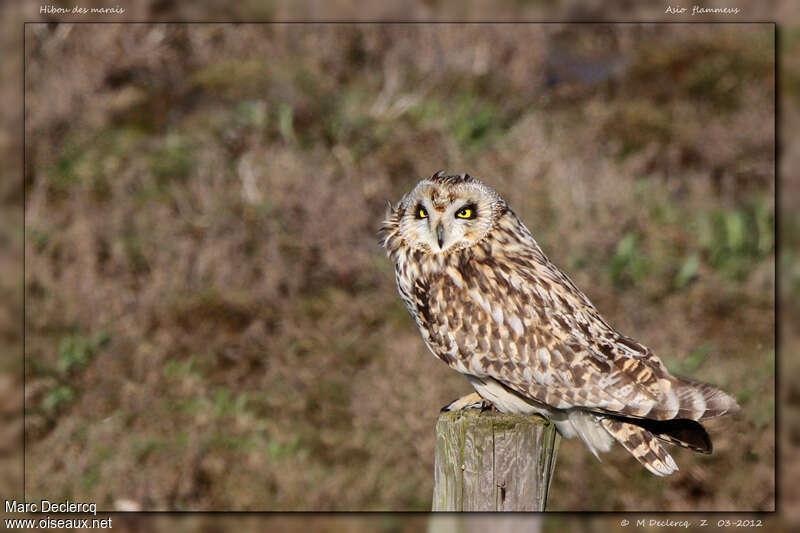 Short-eared Owladult, identification