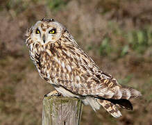 Hibou des marais