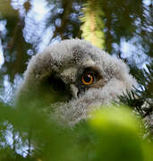 Long-eared Owl