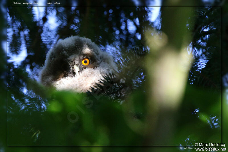 Long-eared OwlPoussin