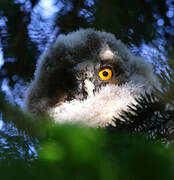 Long-eared Owl