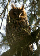 Long-eared Owl