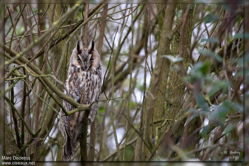 Long-eared Owl, pigmentation, Behaviour