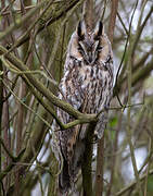 Long-eared Owl